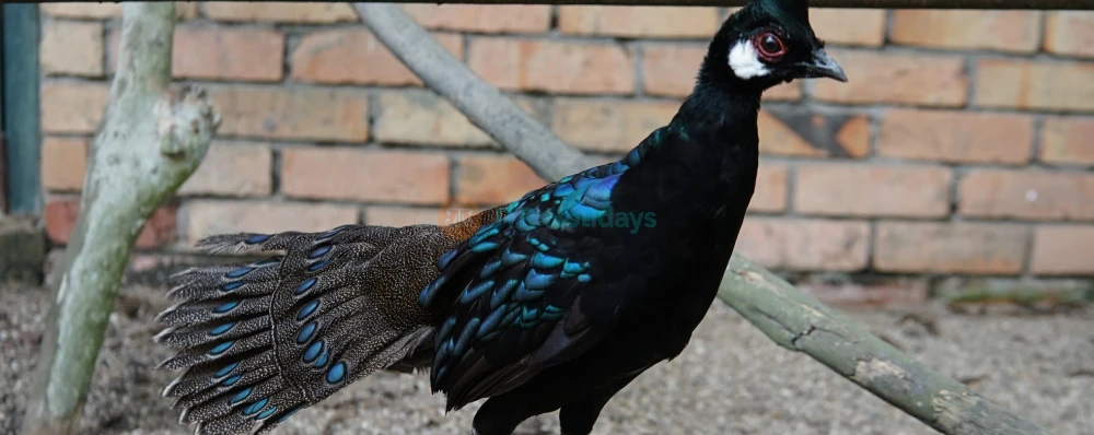 Penang Bird Park - Explore Malaysia's Largest Bird Sanctuary - JTR Holidays - Image 3 of 5
