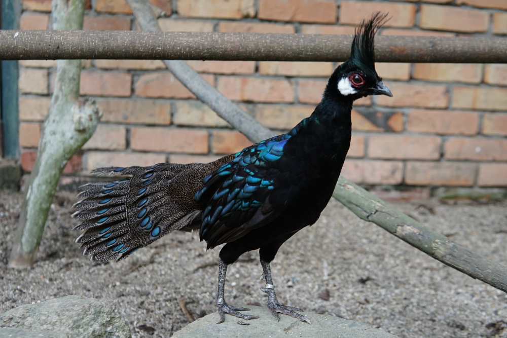 Парк птиц Пенанга - Image 3 of 8