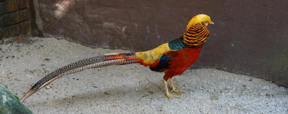 Penang Bird Park - Explore Malaysia's Largest Bird Sanctuary - JTR Holidays - Image 4 of 5