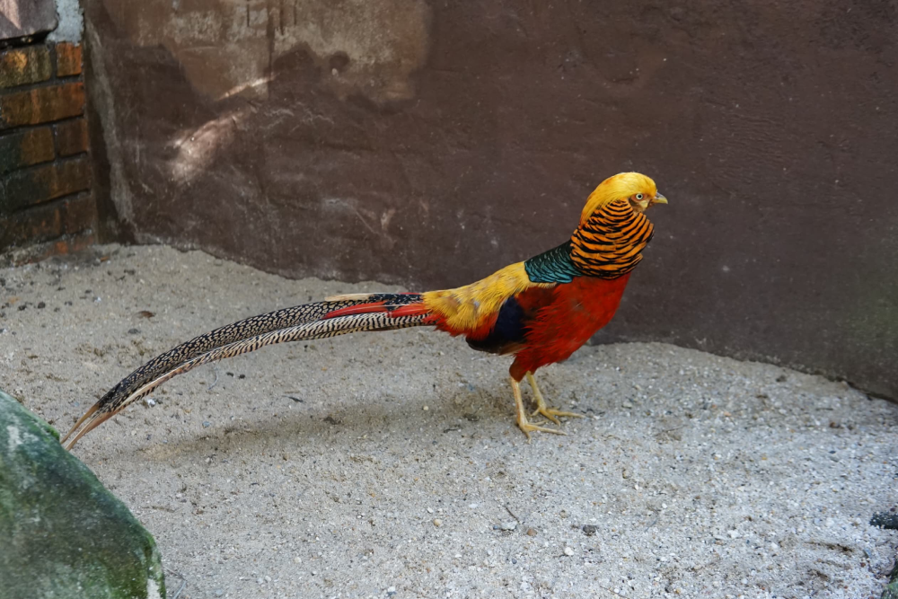 Парк птиц Пенанга - Image 4 of 8