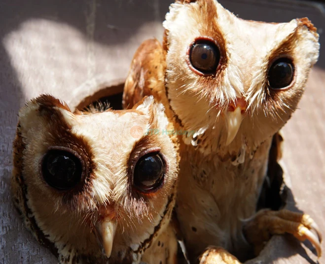 Penang Bird Park - Explore Malaysia's Largest Bird Sanctuary - JTR Holidays - Image 5 of 5