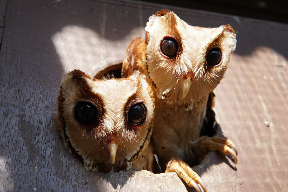 Парк птиц Пенанга - Изображение 5 из 5