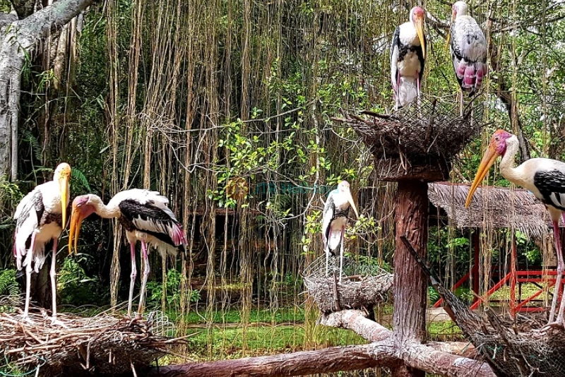 Penang Bird Park - Explore Malaysia's Largest Bird Sanctuary - JTR Holidays - Image 6 of 8