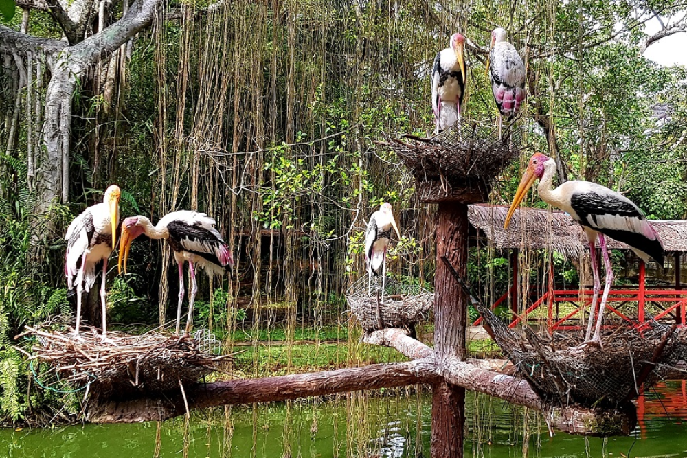 Парк птиц Пенанга - Image 6 of 8