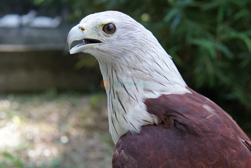 Penang Bird Park - Explore Malaysia's Largest Bird Sanctuary - JTR Holidays