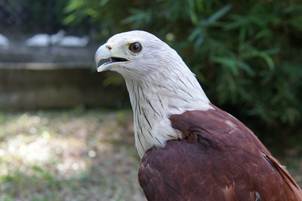 Парк птиц Пенанга - Image 7 of 8