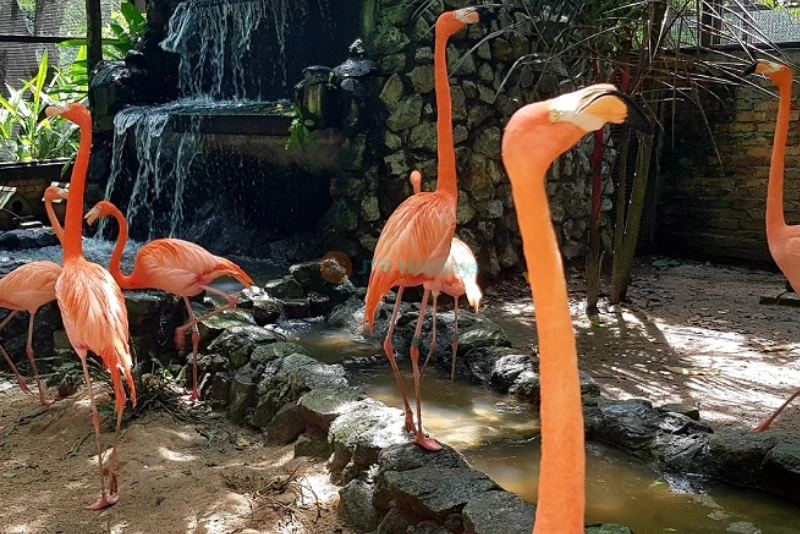 Penang Bird Park - Explore Malaysia's Largest Bird Sanctuary - JTR Holidays