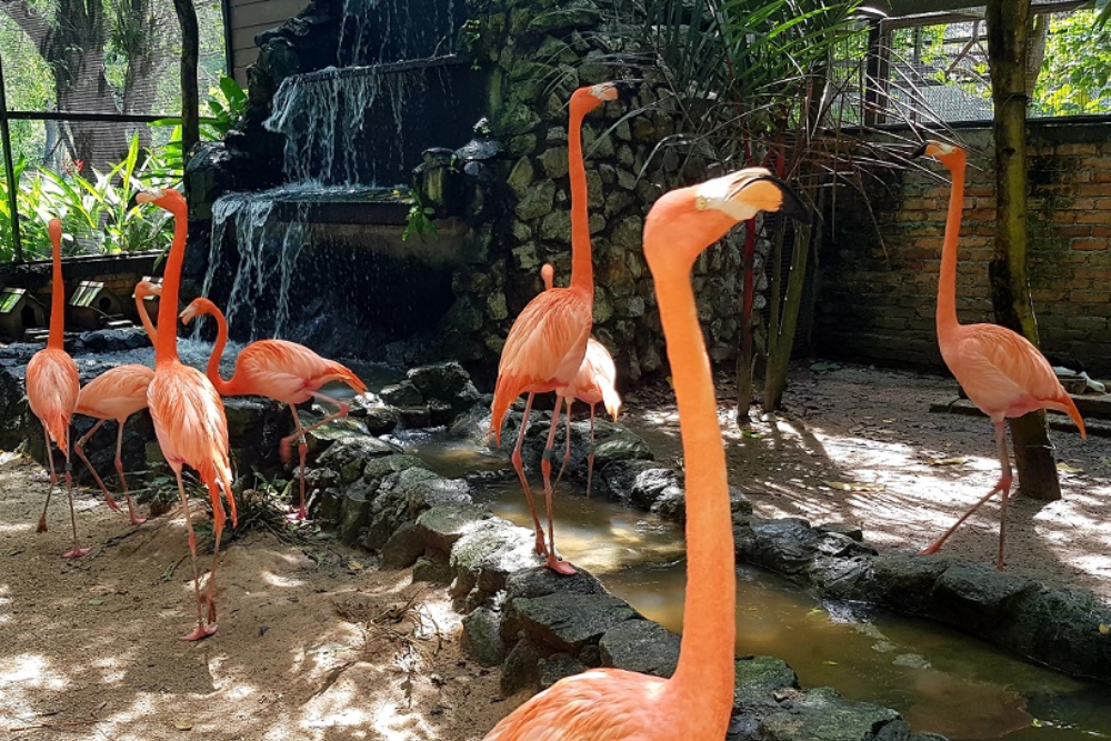 Парк птиц Пенанга - Image 8 of 8