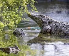 Dubai Crocodile Park Tickets - Book Tickets Online - Best Offer - JTR Holidays - Image 5 of 5