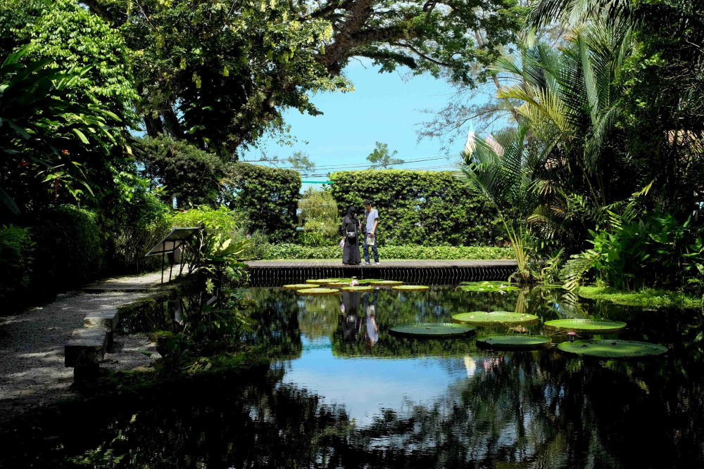 Jardín Tropical de Especias - Explora la belleza del Jardín Tropical de Especias, un museo viviente en Penang con más de 500 especies de plantas tropicales, especias y hierbas. Camina por senderos panorámicos, descubre las Terrazas de Especias y visita el fascinante Jardín de las Plantas Venenosas. Elige un tour guiado o un tour auto-guiado con audio para aprender sobre la rica historia de las especias en Penang. El Jardín Tropical de Especias es perfecto para los amantes de la naturaleza y una atracción imprescindible en Penang. ¡Experimenta las maravillas del Jardín Tropical de Especias hoy! Jardín Tropical de Especias - Imagen 1 de 5