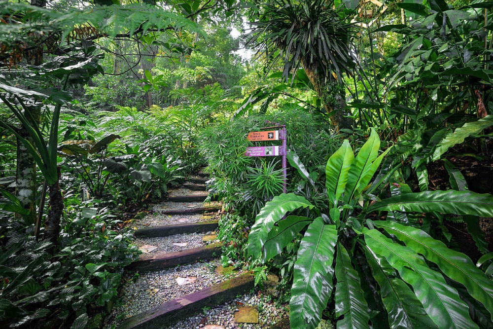 Тропический Пряный Сад - Image 4 of 9