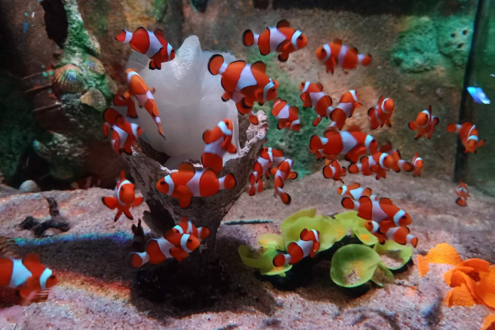 The Top Boutique Aquarium - Image 3 of 5