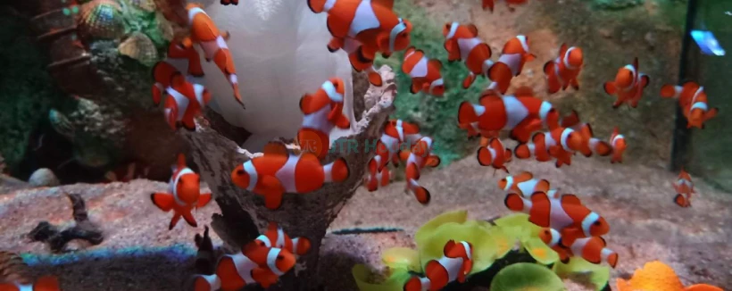 The Top 精品水族馆 - 图片 3 的 5