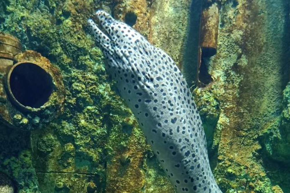 The Top Boutique Aquarium - Image 5 of 5