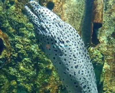 The Top 精品水族馆 - 图片 5 的 5
