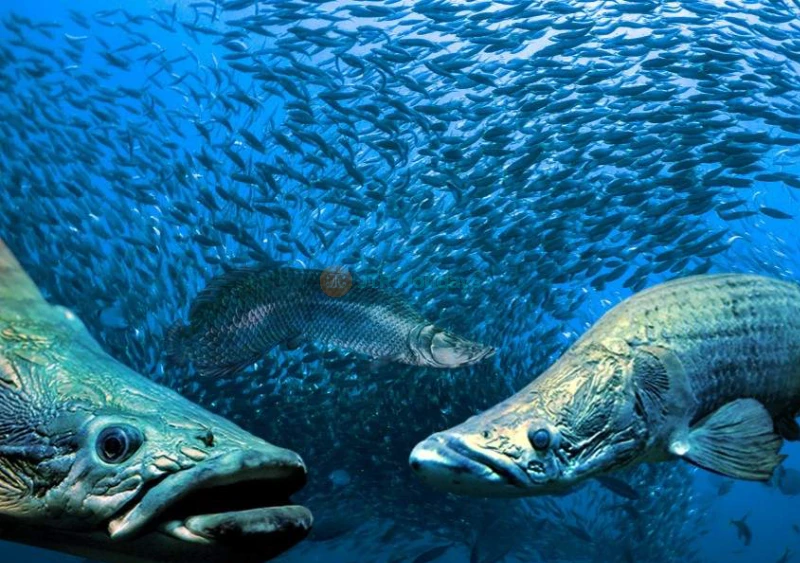 The Top Boutique Aquarium