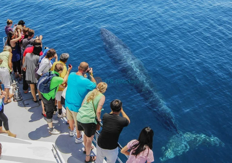 Auckland Whale & Dolphin Safari