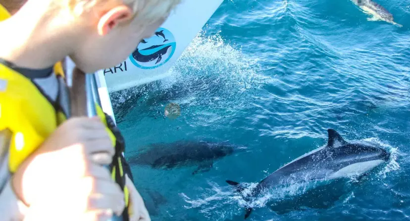 Safari des baleines et dauphins d'Auckland - Image 1 of 9
