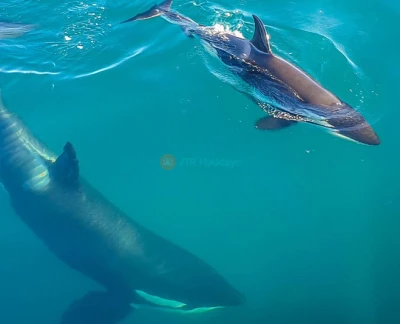 Safari des baleines et dauphins d'Auckland - Embarquez pour un inoubliable Safari des baleines et dauphins d'Auckland et explorez le magnifique Parc marin du golfe de Hauraki. Observez une faune marine incroyable, y compris des baleines, des dauphins, des phoques et des oiseaux marins rares, à bord de l'Explorateur Dauphin conçu spécialement. Profitez des commentaires d'experts et de vues à couper le souffle sur la ligne d'horizon d'Auckland, l'île Rangitoto et au-delà. Avec une garantie d'observation, cet écotour promet une expérience inoubliable. Safari des baleines et dauphins d'Auckland - Image 2 sur 5