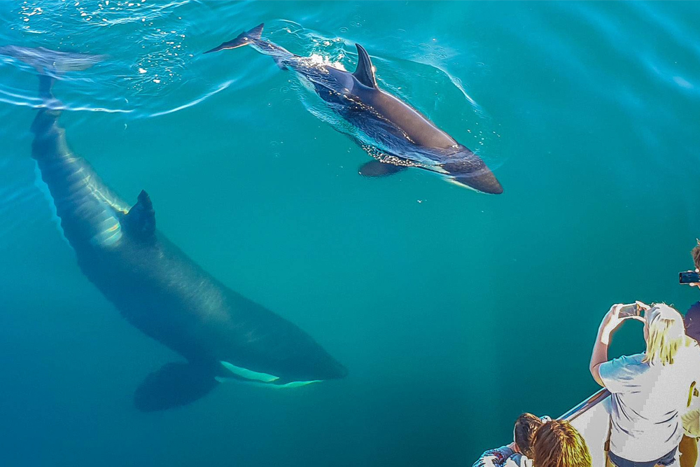 Safari des baleines et dauphins d'Auckland - Embarquez pour un inoubliable Safari des baleines et dauphins d'Auckland et explorez le magnifique Parc marin du golfe de Hauraki. Observez une faune marine incroyable, y compris des baleines, des dauphins, des phoques et des oiseaux marins rares, à bord de l'Explorateur Dauphin conçu spécialement. Profitez des commentaires d'experts et de vues à couper le souffle sur la ligne d'horizon d'Auckland, l'île Rangitoto et au-delà. Avec une garantie d'observation, cet écotour promet une expérience inoubliable. Safari des baleines et dauphins d'Auckland - Image 2 sur 5