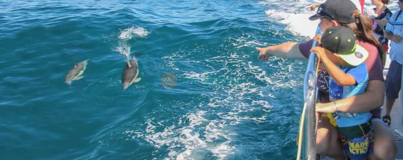Safari des baleines et dauphins d'Auckland - Embarquez pour un inoubliable Safari des baleines et dauphins d'Auckland et explorez le magnifique Parc marin du golfe de Hauraki. Observez une faune marine incroyable, y compris des baleines, des dauphins, des phoques et des oiseaux marins rares, à bord de l'Explorateur Dauphin conçu spécialement. Profitez des commentaires d'experts et de vues à couper le souffle sur la ligne d'horizon d'Auckland, l'île Rangitoto et au-delà. Avec une garantie d'observation, cet écotour promet une expérience inoubliable. Safari des baleines et dauphins d'Auckland - Image 3 sur 5