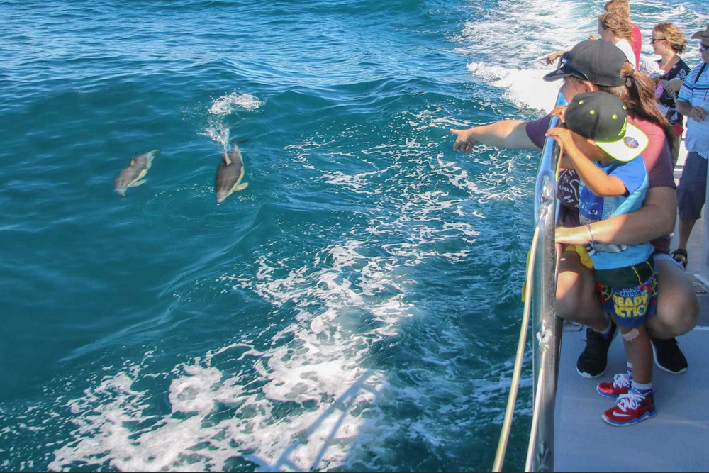 Safari des baleines et dauphins d'Auckland - Embarquez pour un inoubliable Safari des baleines et dauphins d'Auckland et explorez le magnifique Parc marin du golfe de Hauraki. Observez une faune marine incroyable, y compris des baleines, des dauphins, des phoques et des oiseaux marins rares, à bord de l'Explorateur Dauphin conçu spécialement. Profitez des commentaires d'experts et de vues à couper le souffle sur la ligne d'horizon d'Auckland, l'île Rangitoto et au-delà. Avec une garantie d'observation, cet écotour promet une expérience inoubliable. Safari des baleines et dauphins d'Auckland - Image 3 sur 5