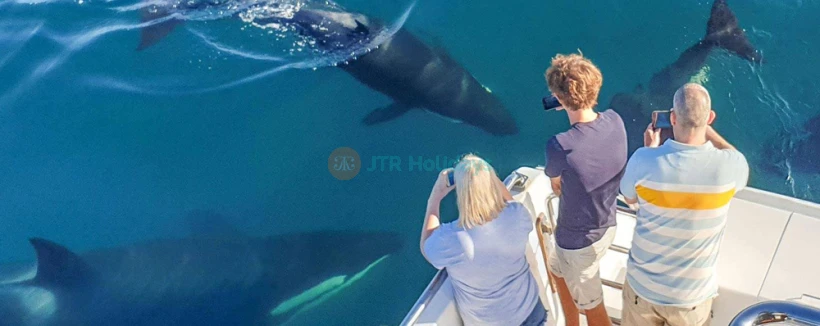 Safari des baleines et dauphins d'Auckland - Embarquez pour un inoubliable Safari des baleines et dauphins d'Auckland et explorez le magnifique Parc marin du golfe de Hauraki. Observez une faune marine incroyable, y compris des baleines, des dauphins, des phoques et des oiseaux marins rares, à bord de l'Explorateur Dauphin conçu spécialement. Profitez des commentaires d'experts et de vues à couper le souffle sur la ligne d'horizon d'Auckland, l'île Rangitoto et au-delà. Avec une garantie d'observation, cet écotour promet une expérience inoubliable. Safari des baleines et dauphins d'Auckland - Image 4 sur 5
