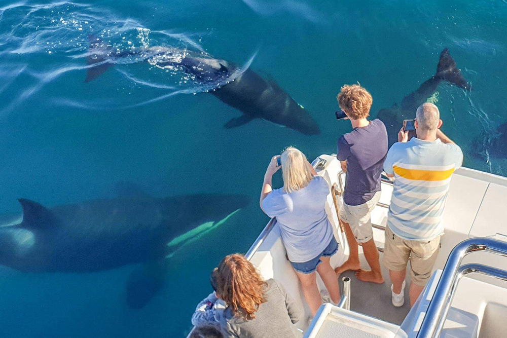 Safari des baleines et dauphins d'Auckland - Embarquez pour un inoubliable Safari des baleines et dauphins d'Auckland et explorez le magnifique Parc marin du golfe de Hauraki. Observez une faune marine incroyable, y compris des baleines, des dauphins, des phoques et des oiseaux marins rares, à bord de l'Explorateur Dauphin conçu spécialement. Profitez des commentaires d'experts et de vues à couper le souffle sur la ligne d'horizon d'Auckland, l'île Rangitoto et au-delà. Avec une garantie d'observation, cet écotour promet une expérience inoubliable. Safari des baleines et dauphins d'Auckland - Image 4 sur 5