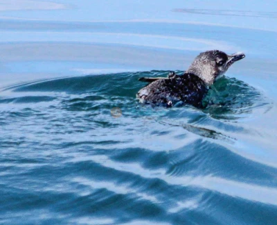 Safari des baleines et dauphins d'Auckland - Embarquez pour un inoubliable Safari des baleines et dauphins d'Auckland et explorez le magnifique Parc marin du golfe de Hauraki. Observez une faune marine incroyable, y compris des baleines, des dauphins, des phoques et des oiseaux marins rares, à bord de l'Explorateur Dauphin conçu spécialement. Profitez des commentaires d'experts et de vues à couper le souffle sur la ligne d'horizon d'Auckland, l'île Rangitoto et au-delà. Avec une garantie d'observation, cet écotour promet une expérience inoubliable. Safari des baleines et dauphins d'Auckland - Image 5 sur 5