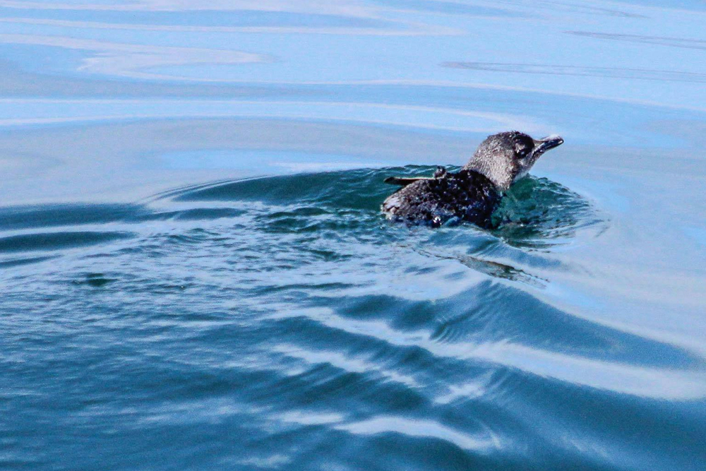 Safari des baleines et dauphins d'Auckland - Embarquez pour un inoubliable Safari des baleines et dauphins d'Auckland et explorez le magnifique Parc marin du golfe de Hauraki. Observez une faune marine incroyable, y compris des baleines, des dauphins, des phoques et des oiseaux marins rares, à bord de l'Explorateur Dauphin conçu spécialement. Profitez des commentaires d'experts et de vues à couper le souffle sur la ligne d'horizon d'Auckland, l'île Rangitoto et au-delà. Avec une garantie d'observation, cet écotour promet une expérience inoubliable. Safari des baleines et dauphins d'Auckland - Image 5 sur 5