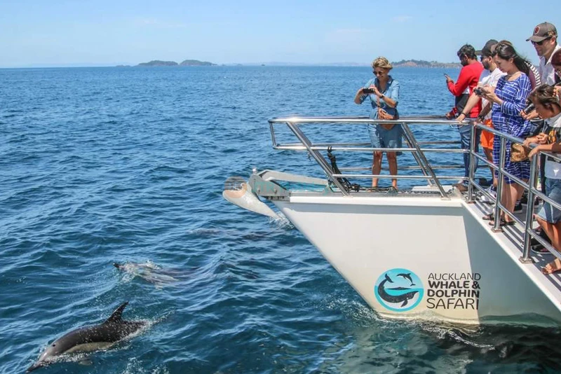 Auckland Whale & Dolphin Safari - Marine Wildlife Adventure - JTR Holidays - Image 6 of 9