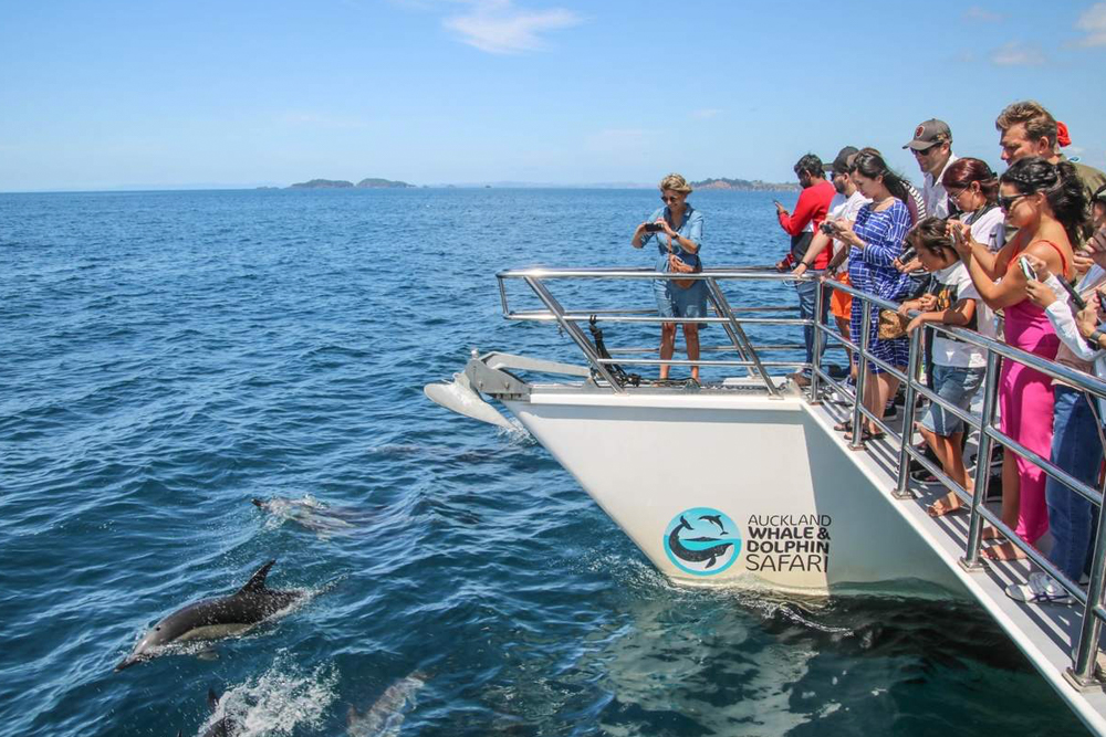 Auckland Whale & Dolphin Safari - Image 6 of 9