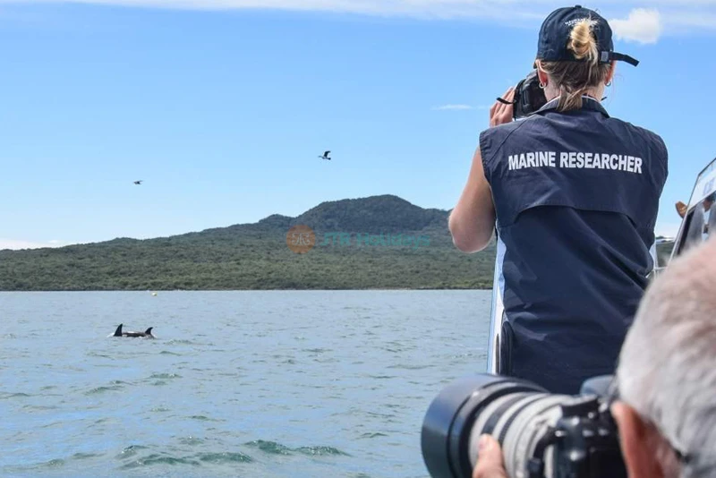 Auckland Whale & Dolphin Safari - Marine Wildlife Adventure - JTR Holidays - Image 7 of 9