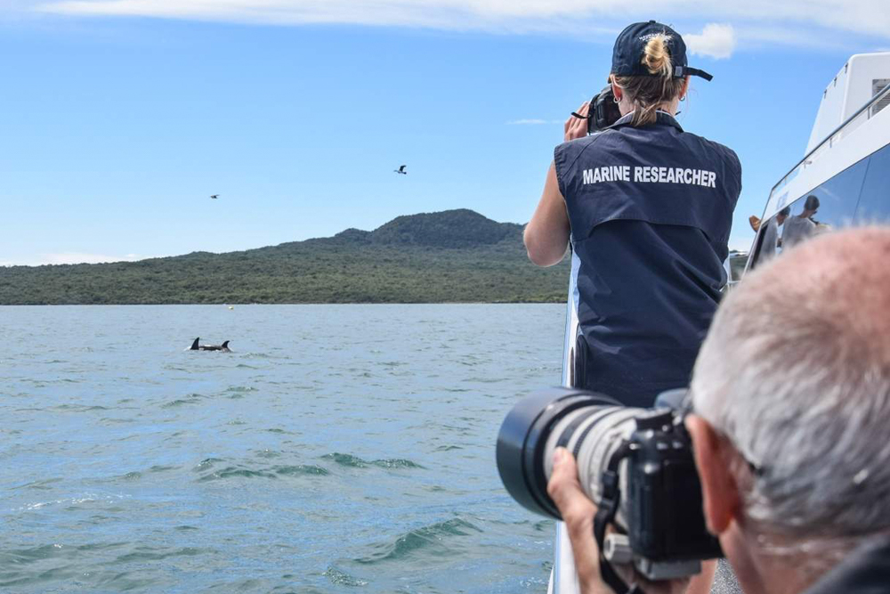 Auckland Whale & Dolphin Safari - Image 7 of 9