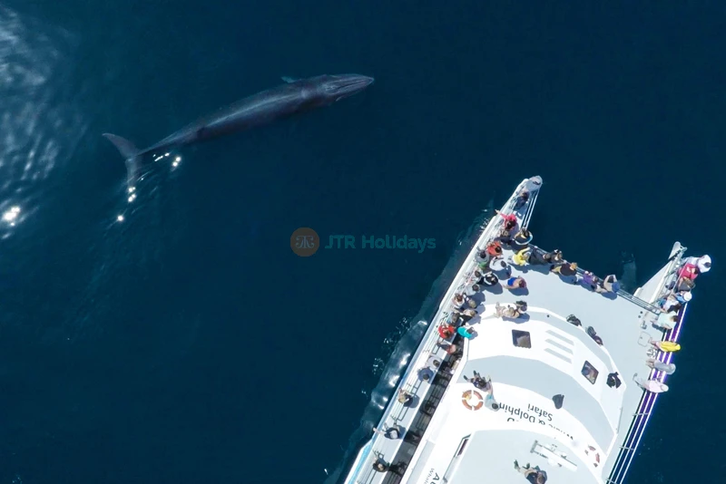 Auckland Whale & Dolphin Safari - Marine Wildlife Adventure - JTR Holidays - Image 8 of 9