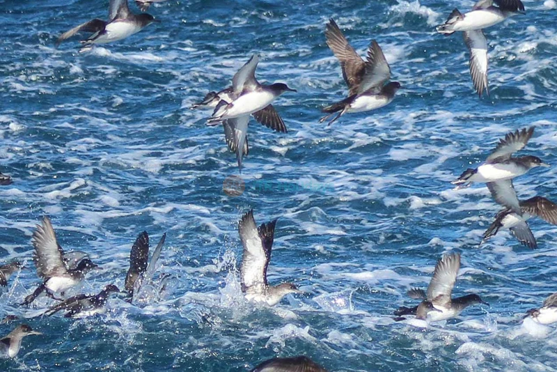 Auckland Whale & Dolphin Safari - Marine Wildlife Adventure - JTR Holidays - Image 9 of 9