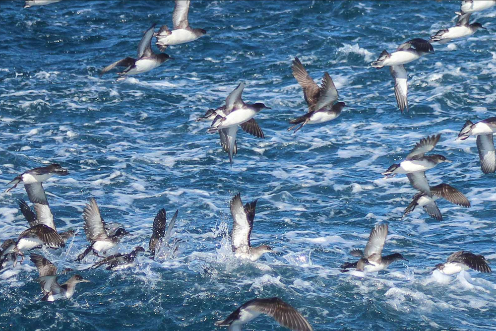 Auckland Whale & Dolphin Safari - Image 9 of 9