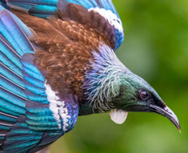 Tiritiri Matangi Island Ferry Tickets - Auckland Wildlife Escape - JTR Holidays - Image 2 of 5