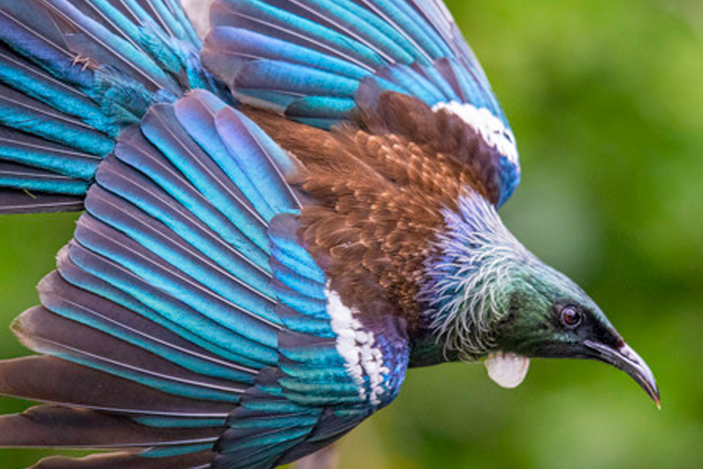 Tiritiri Matangi Island Ferry Tickets from Auckland - Image 2 of 5