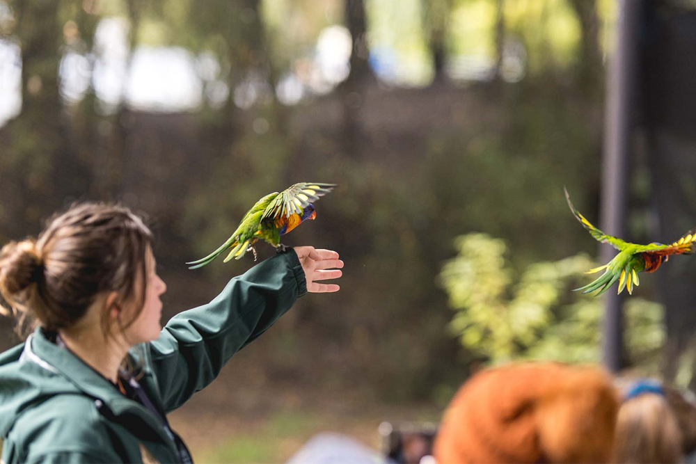 Entrada a Kiwi Park Queenstown - Descubre el encanto de Kiwi Park en Queenstown, un santuario de vida silvestre sereno dedicado a las especies nativas de Nueva Zelanda. Vive la emoción de observar los icónicos kiwis en su hábitat natural mientras aprendes sobre los esfuerzos vitales de conservación. Pasea entre una vegetación exuberante, encuentra fascinante fauna nativa y profundiza tu apreciación por la preservación del medio ambiente. Perfecto para familias y amantes de la naturaleza, Kiwi Park ofrece un viaje inolvidable al corazón de la biodiversidad de Nueva Zelanda. Entrada a Kiwi Park Queenstown - Imagen 1 de 5