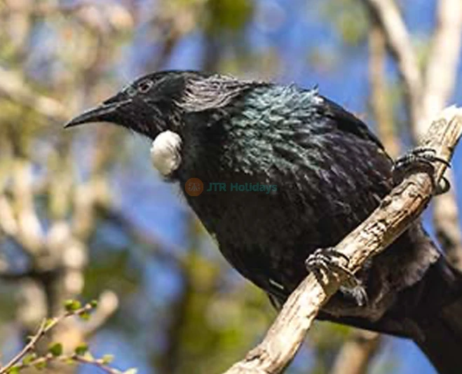 Kiwi Park Queenstown Admission - Discover Native Wildlife - JTR Holidays - Image 2 of 5