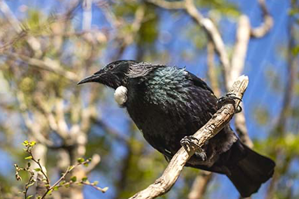 Kiwi Park Queenstown Admission - Image 2 of 5