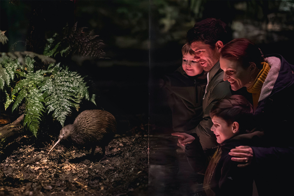Kiwi Park Queenstown Admission - Discover the charm of Kiwi Park in Queenstown, a serene wildlife sanctuary dedicated to New Zealand's native species. Experience the thrill of observing iconic Kiwi birds in their natural habitat while learning about vital conservation efforts. Wander through lush greenery, encounter fascinating native wildlife, and deepen your appreciation for environmental preservation. Perfect for families and nature enthusiasts, Kiwi Park offers an unforgettable journey into the heart of New Zealand's biodiversity. Kiwi Park Queenstown Admission - Image 3 of 5