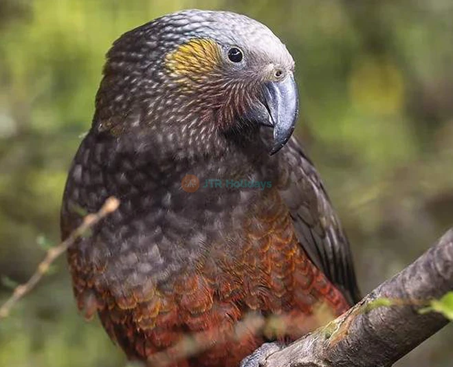 Kiwi Park Queenstown Admission - Discover Native Wildlife - JTR Holidays - Image 5 of 5