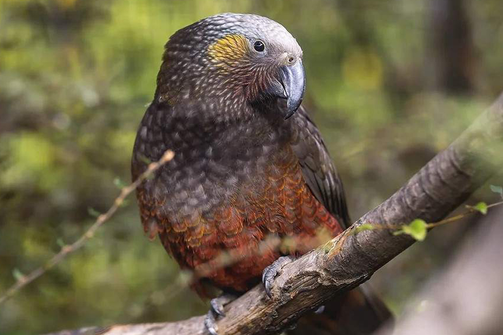 Entrada a Kiwi Park Queenstown - Descubre el encanto de Kiwi Park en Queenstown, un santuario de vida silvestre sereno dedicado a las especies nativas de Nueva Zelanda. Vive la emoción de observar los icónicos kiwis en su hábitat natural mientras aprendes sobre los esfuerzos vitales de conservación. Pasea entre una vegetación exuberante, encuentra fascinante fauna nativa y profundiza tu apreciación por la preservación del medio ambiente. Perfecto para familias y amantes de la naturaleza, Kiwi Park ofrece un viaje inolvidable al corazón de la biodiversidad de Nueva Zelanda. Entrada a Kiwi Park Queenstown - Imagen 5 de 5