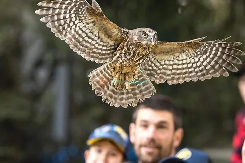Kiwi Park Queenstown Admission - Discover Native Wildlife - JTR Holidays