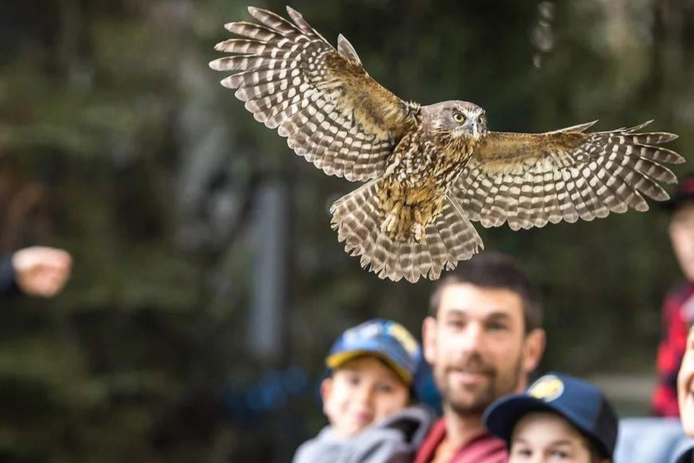 Kiwi Park Queenstown Admission - Image 6 of 7