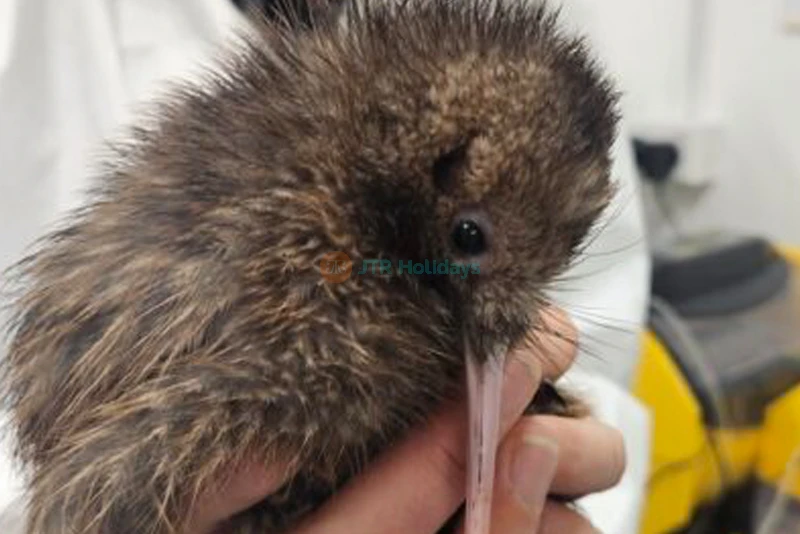 Kiwi Park Queenstown Admission - Discover Native Wildlife - JTR Holidays - Image 7 of 7