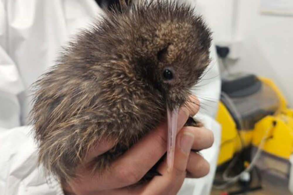 Kiwi Park Queenstown Admission - Image 7 of 7