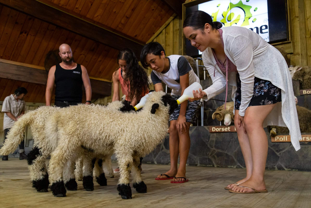 Agrodome - Discover the charm of New Zealand's countryside at Agrodome in Rotorua. Enjoy an authentic Kiwi farm experience with live sheep shearing shows, hands-on activities like feeding baby lambs and hand-milking cows. Explore 350 acres of lush farmland and meet alpacas, ostriches, and more during the Farm Tour. Just 10 minutes from Rotorua city, it's a must-visit for families and animal lovers. Agrodome - Image 1 of 5